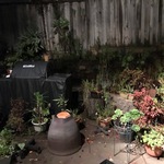 Pin Plants Webber Use