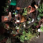 Pin Plants Use