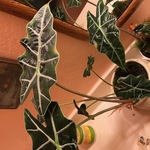Pin Plant