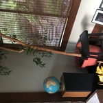 Orin Ficus