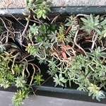 Orin Plants