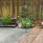 potted plants