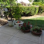 outdoor plants