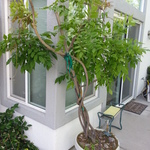 outside tree