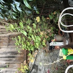 Img 9925