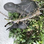 Img 7365