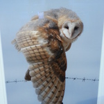 signed owl photo