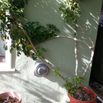 potted plant