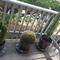 cacti