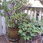 jade plant