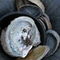 abalone shells
