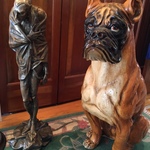 boxer