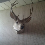 taxidermy deer head