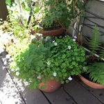 beautiful plants