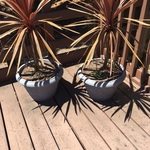 potted plants