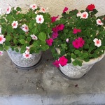 potted plants