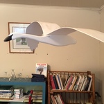 flying bird