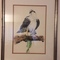 bird art