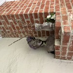 Img 7281