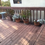 plants