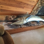 marlin
