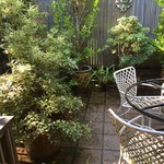 fine potted plants