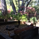 backyard plants