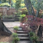 large potted plants