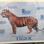 tiger print