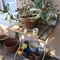 outdoor potted plants