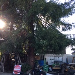 front yard