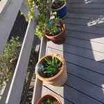garden pots