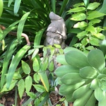 gnome statuary