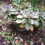 plants
