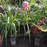 plants