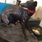 bronze dog