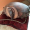 armadillo