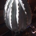 cacti lamp