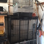 parrot & bird cages