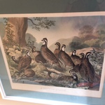 quail art