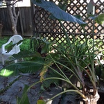 plants