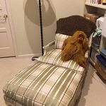 silk chaise lounge