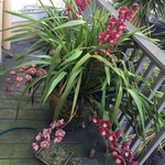 cymbidiums