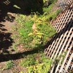 ferns