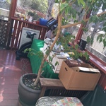 potted plant
