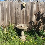 bird bath