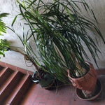 healthy outdoor potted plants