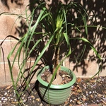 healthy outdoor potted plants