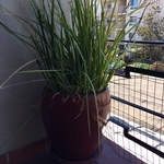 healthy outdoor potted plants