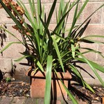 healthy outdoor potted plants
